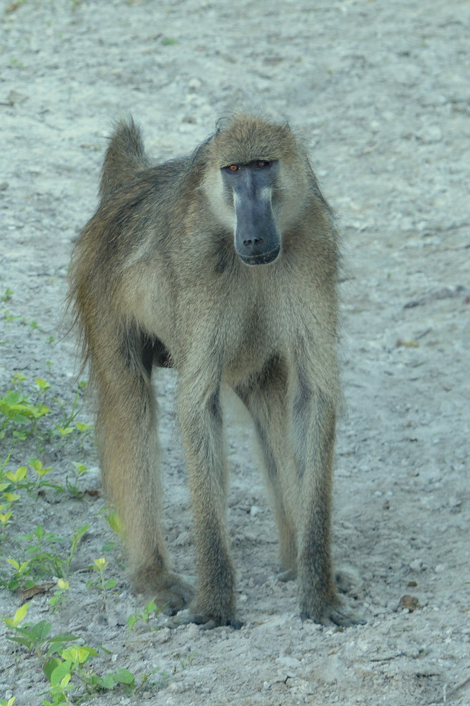 Babouin/Baboon (8)