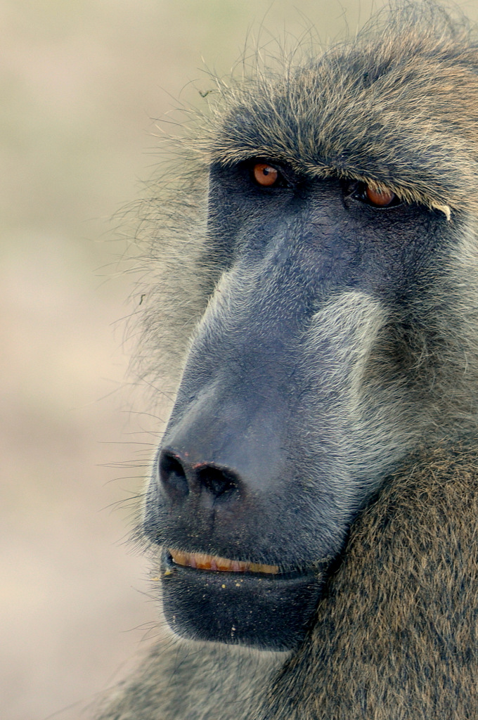 Babouin/Baboon (9)