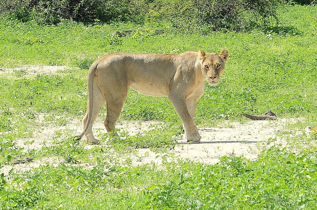 Lion (2)