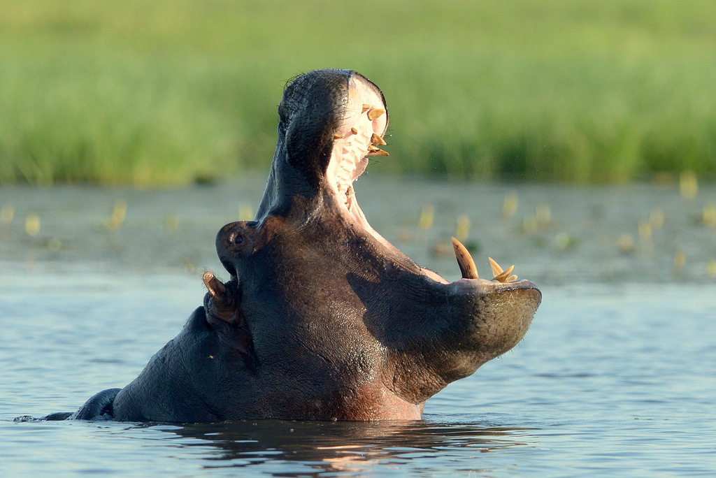 Hippopotame/Hippopotamus (16)