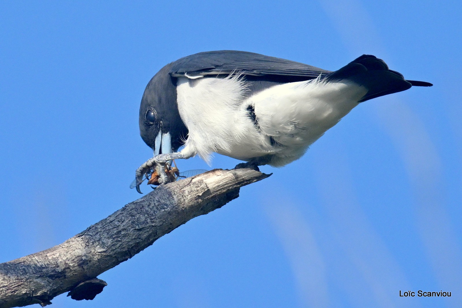 Hirondelle busière/White-breasted Swallow (6)