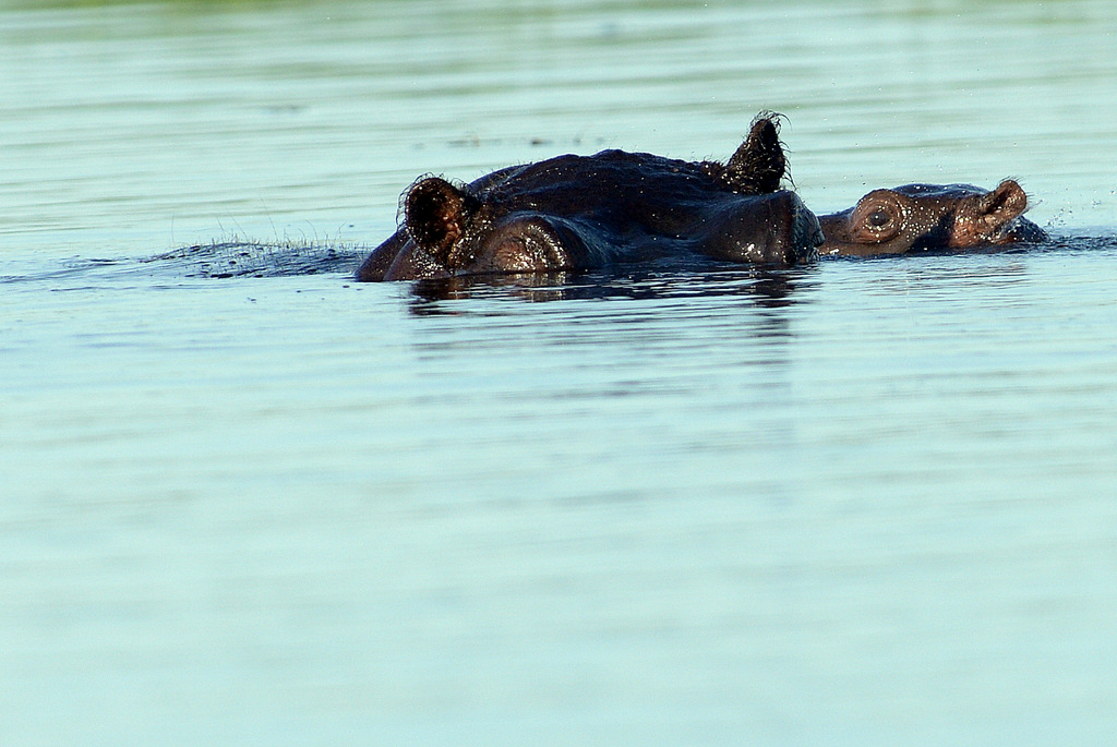 Hippopotame/Hippopotamus (17)