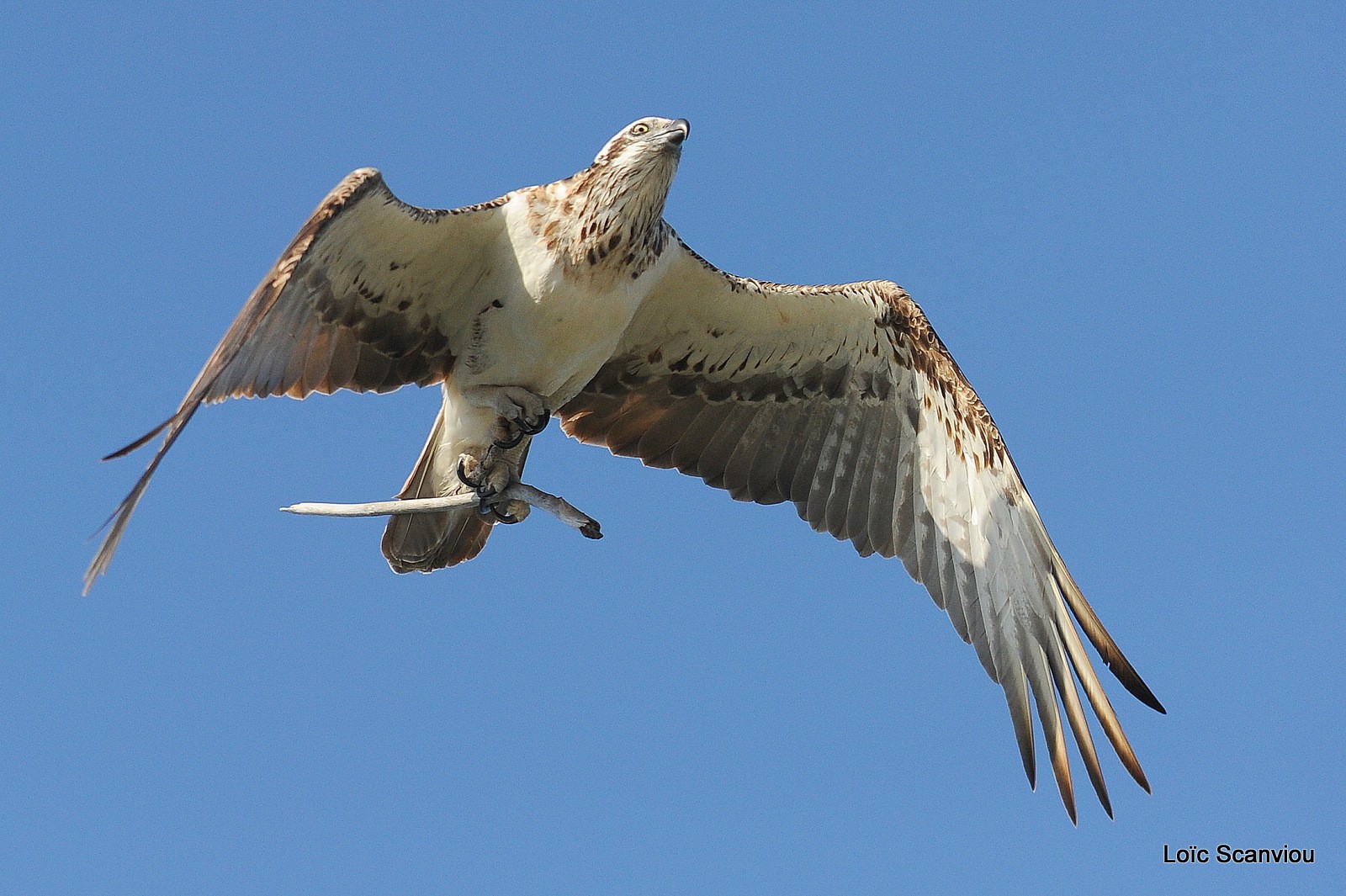 Balbuzard pêcheur/Osprey (13)