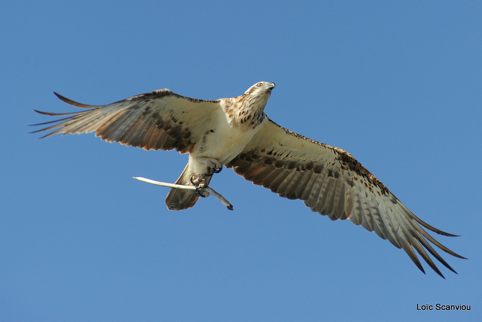 Balbuzard pêcheur/Osprey (14)