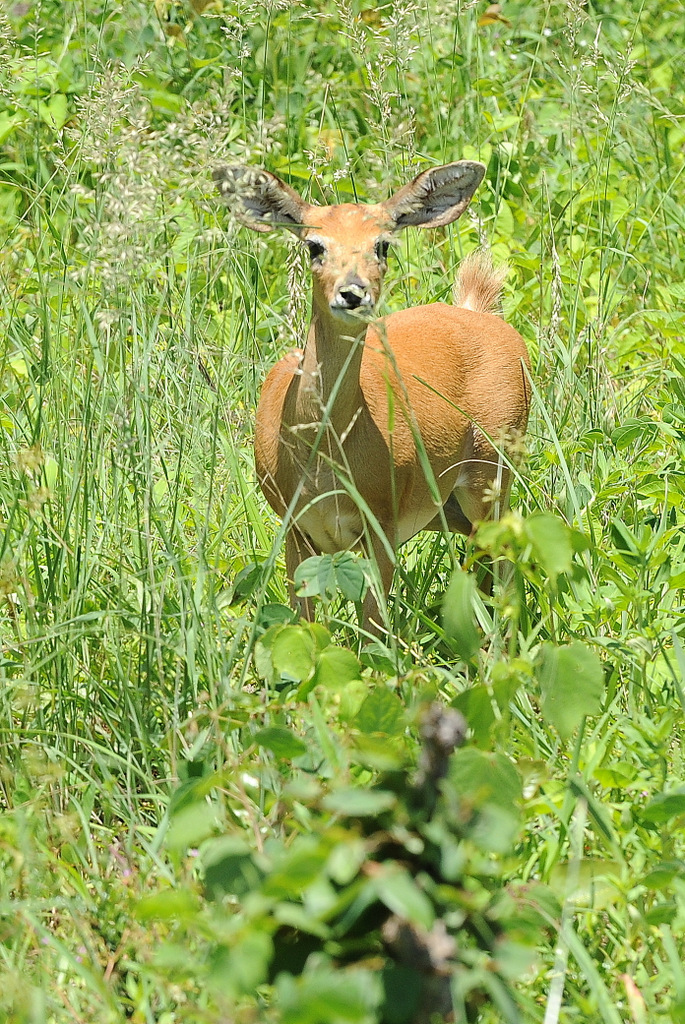 DSC_7651