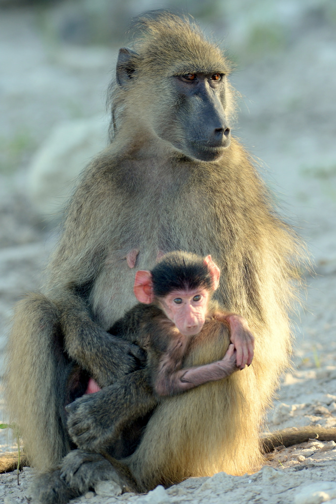 Babouin/Baboon (10)