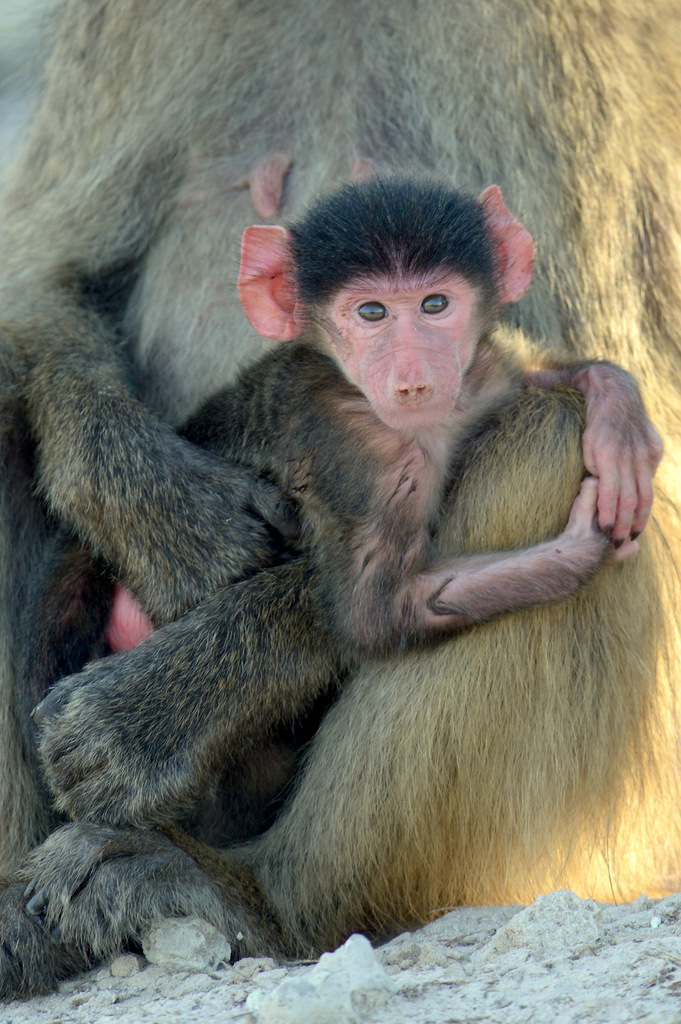 Babouin/Baboon (11)