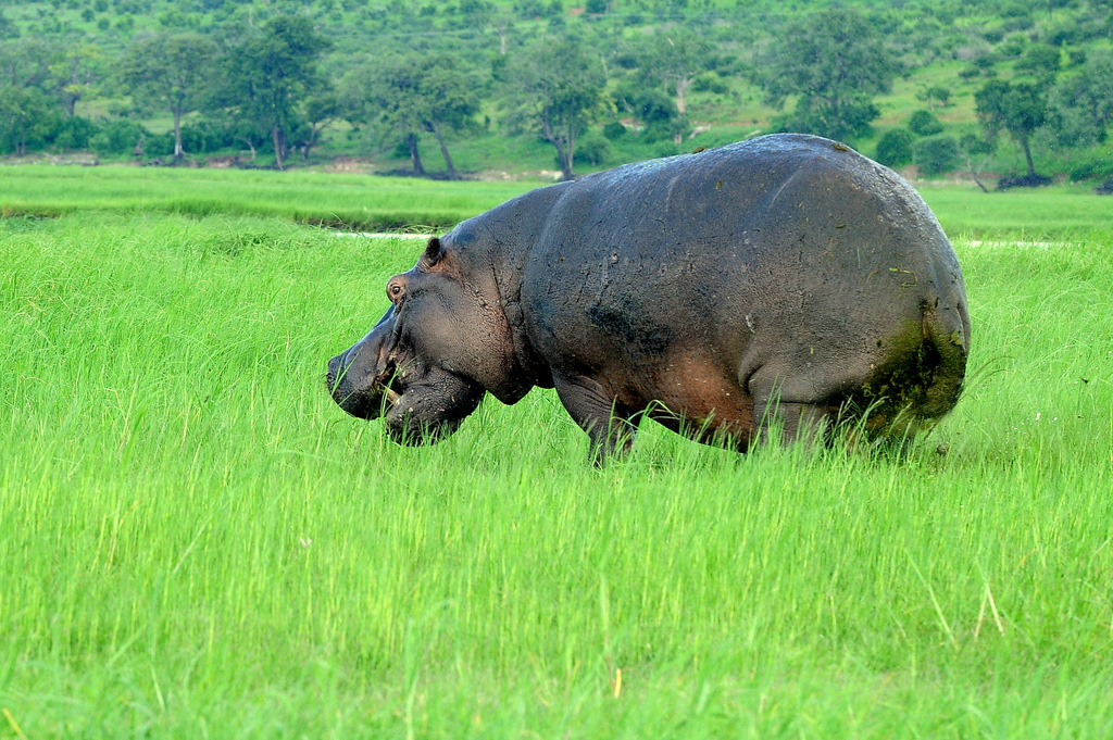 Hippopotame/Hippopotamus (18)