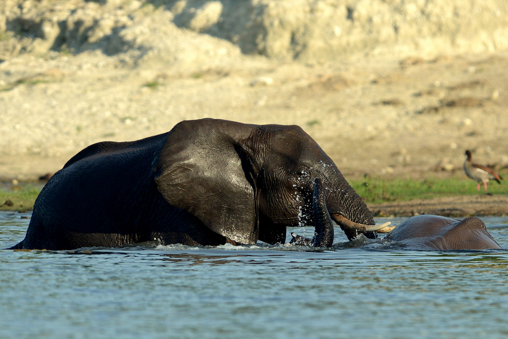 Eléphant (42)