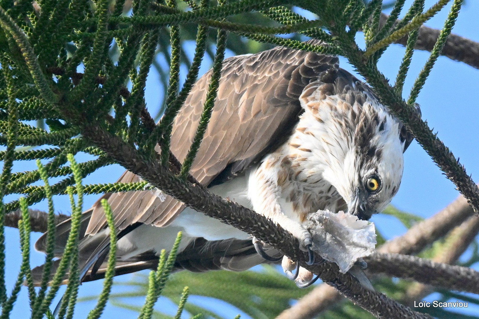 Balbuzard pêcheur mangeant/Eating Osprey