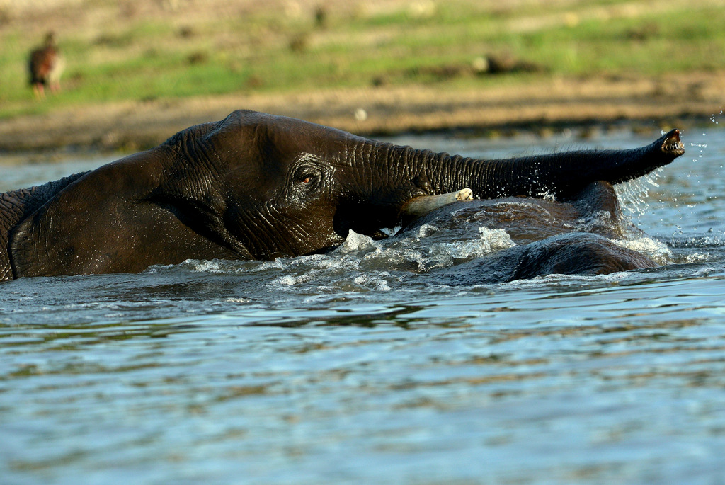 Eléphant (46)