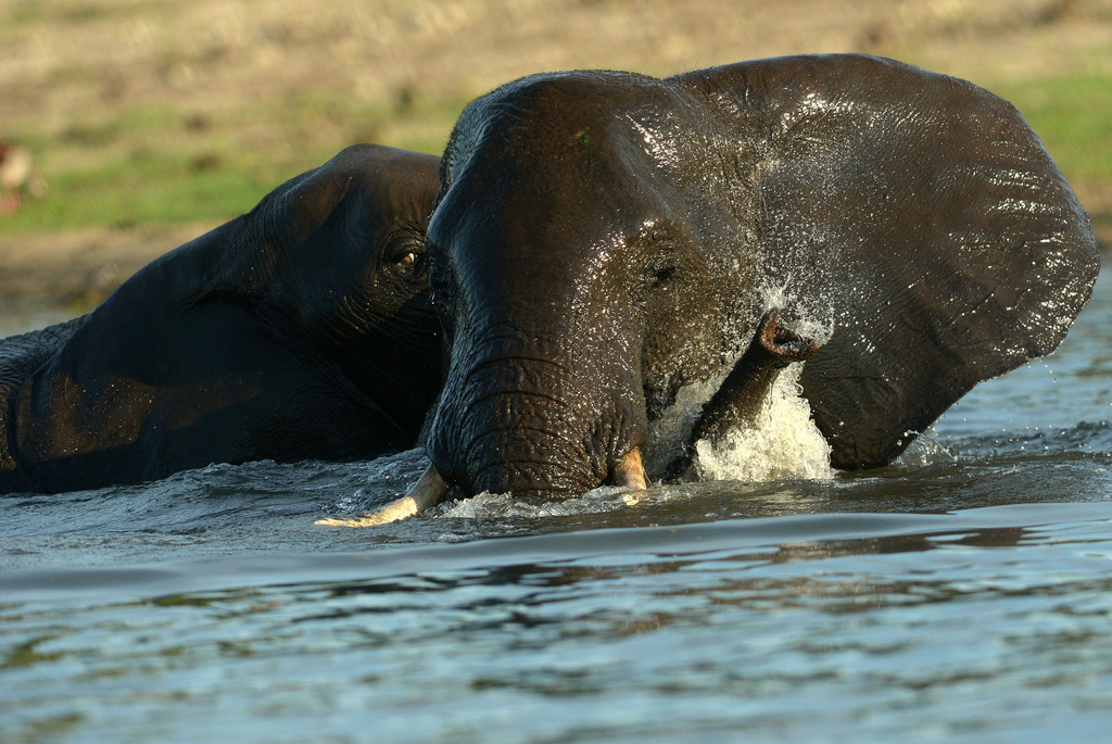 Eléphant (47)