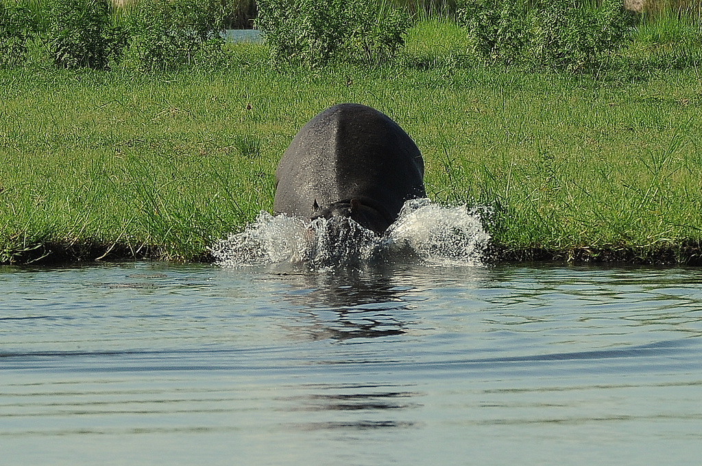 Hippopotame/Hippopotamus (23)