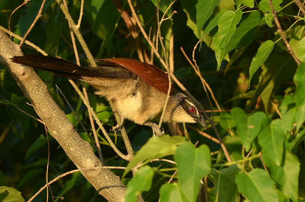 Coucal à sourcils blancs/White-browed Coucal (1)