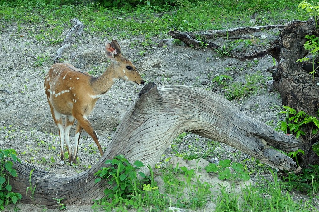 Guib harnaché/Bushbuck (1)