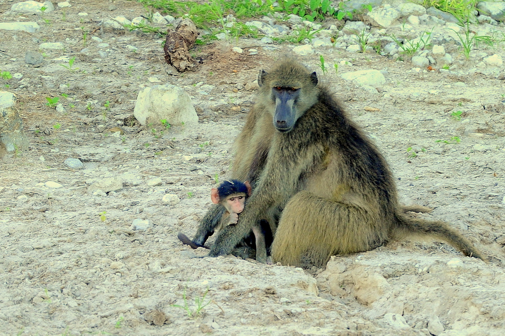 Babouin/Baboon (12)