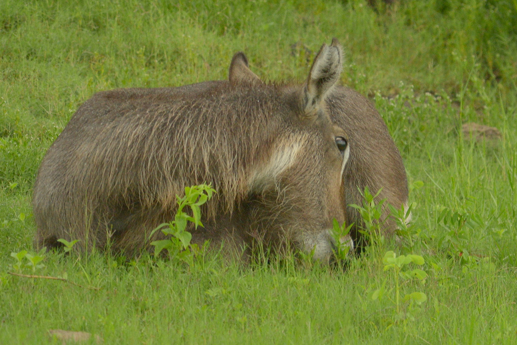 Cobe à croissant/Waterbuck (1)