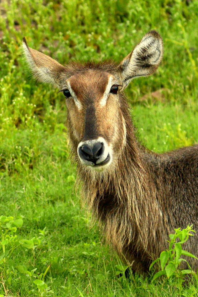 Cob à croissant/Waterbuck (1)