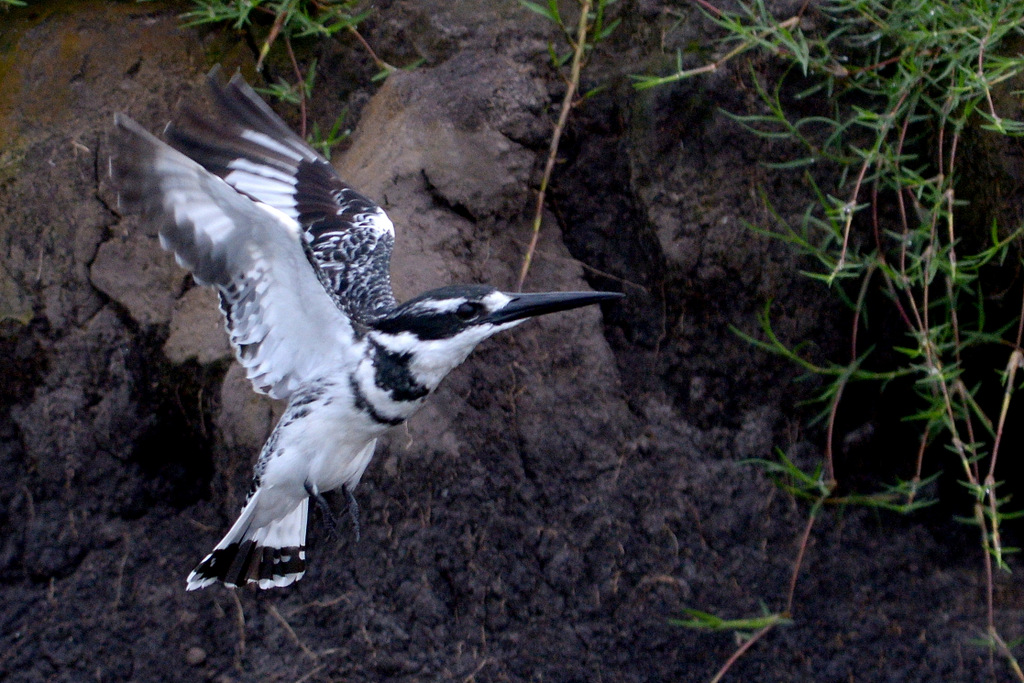 Martin-pêcheur pie/Pied Kingfisher (15)