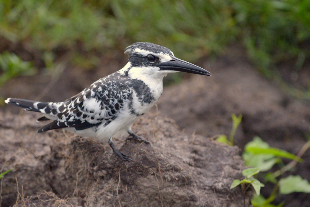 Martin-pêcheur pie/Pied Kingfisher (16)