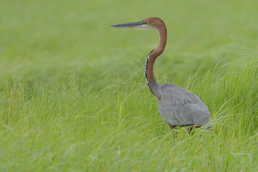 Héron Goliath/Goliath Heron (1)
