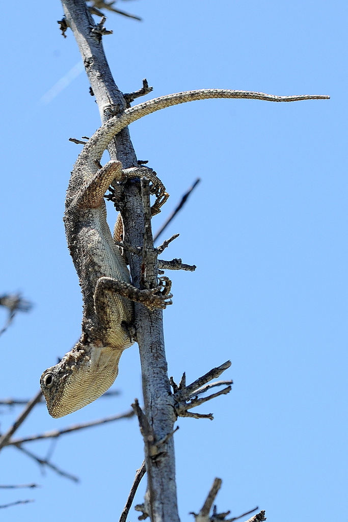 Agame/Agama Lizard (1)