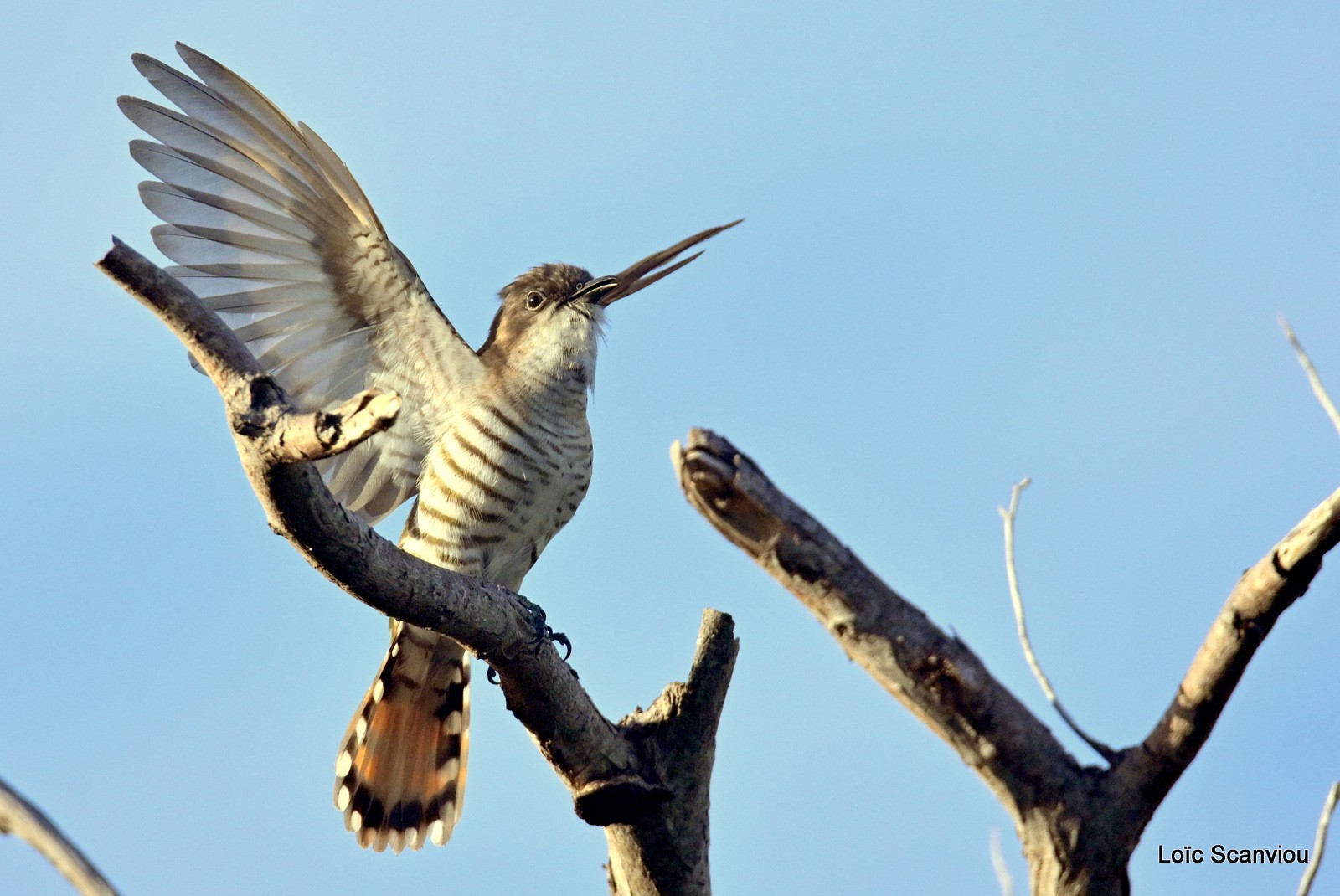 Coucou cuivré/Shining Bronze-Cuckoo (4)