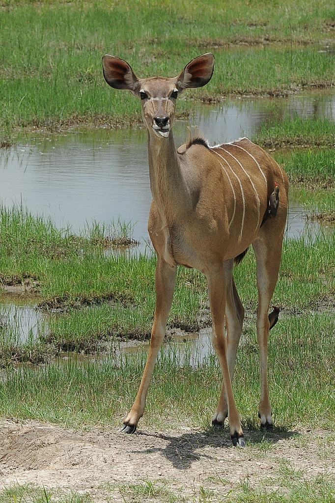 Koudou/Kudu (4)