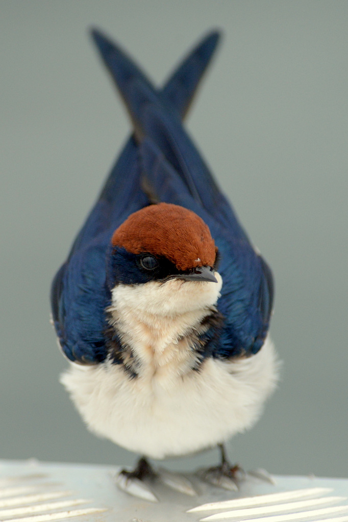 Hirondelle à longs brins/Wire-tailes Swallow (2)