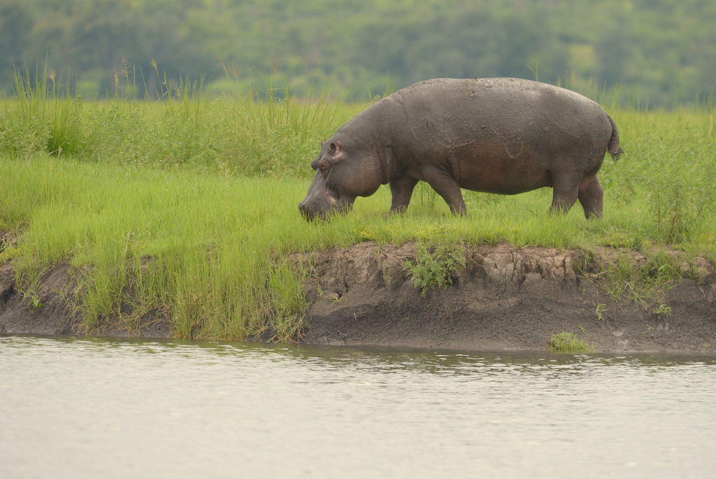 Hippopotame/Hippopotamus (19)