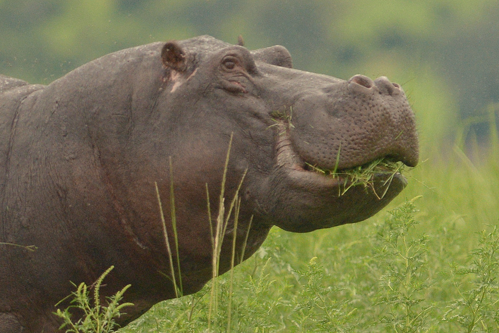 Hippopotame/Hippopotamus (20)