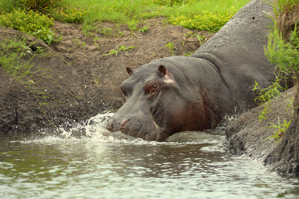 Hippopotame/Hippopotamus (21)