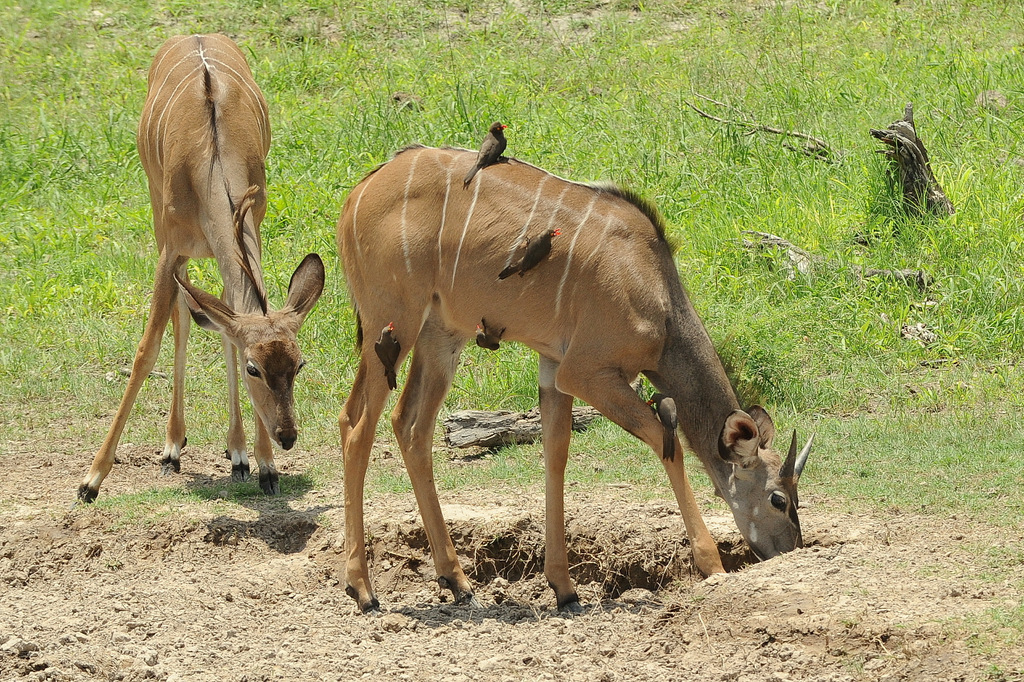 Koudou/Kudu (5)