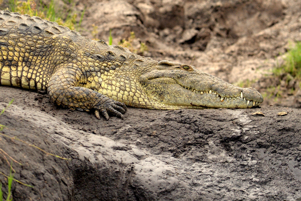 Crocodile (11)
