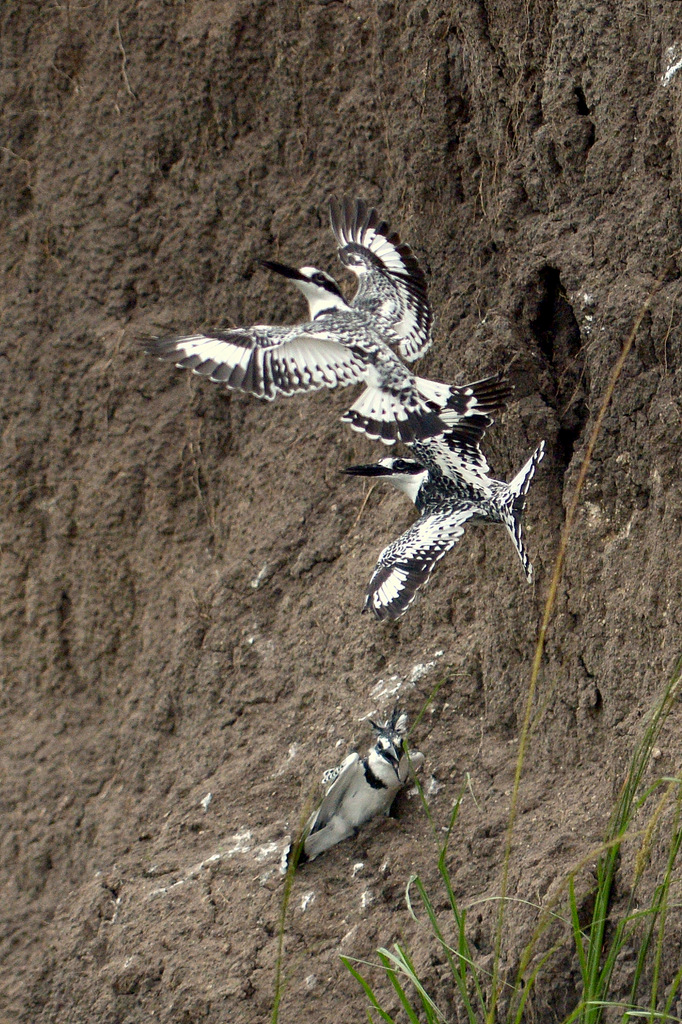 Martin-pêcheur pie/Pied Kingfisher (10)