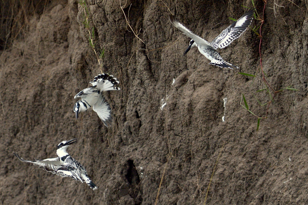 Martin-pêcheur pie/Pied Kingfisher (11)