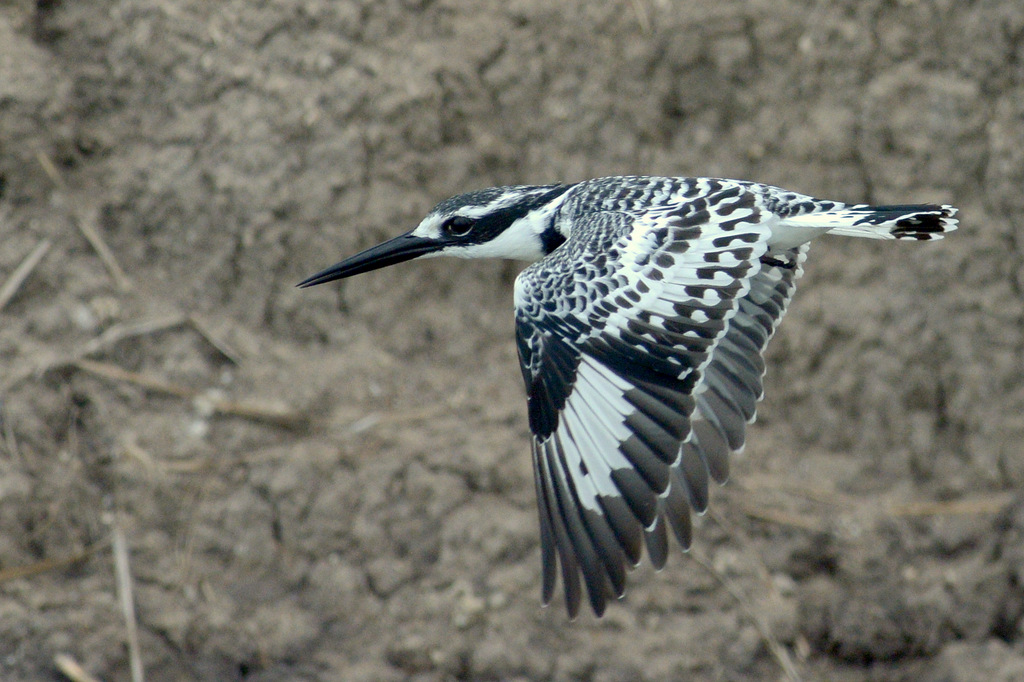 Martin-pêcheur pie/Pied Kingfisher (12)