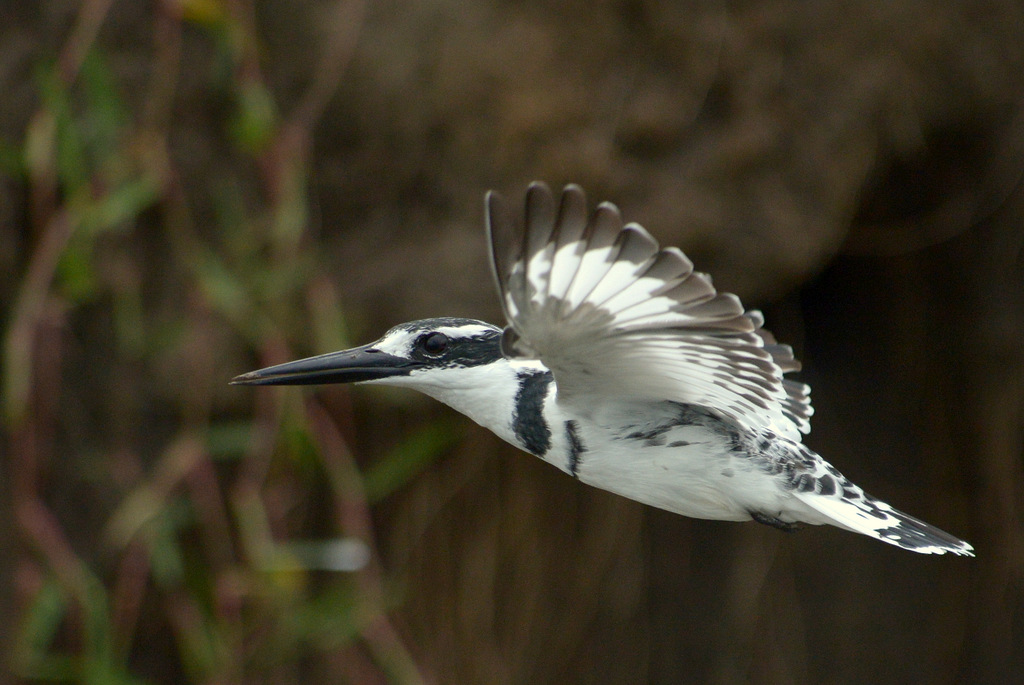Martin-pêcheur pie/Pied Kingfisher (13)