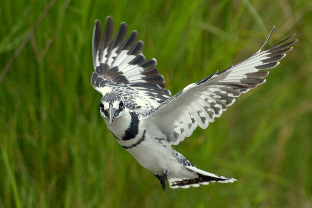 Martin-pêcheur pie/Pied Kingfisher (14)