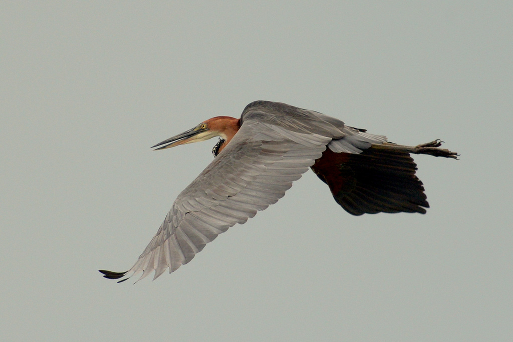 Héron Goliath/Goliath Heron (2)