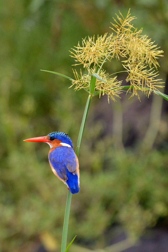 Martin-pêcheur huppé/Malachite Kingfisher (7)