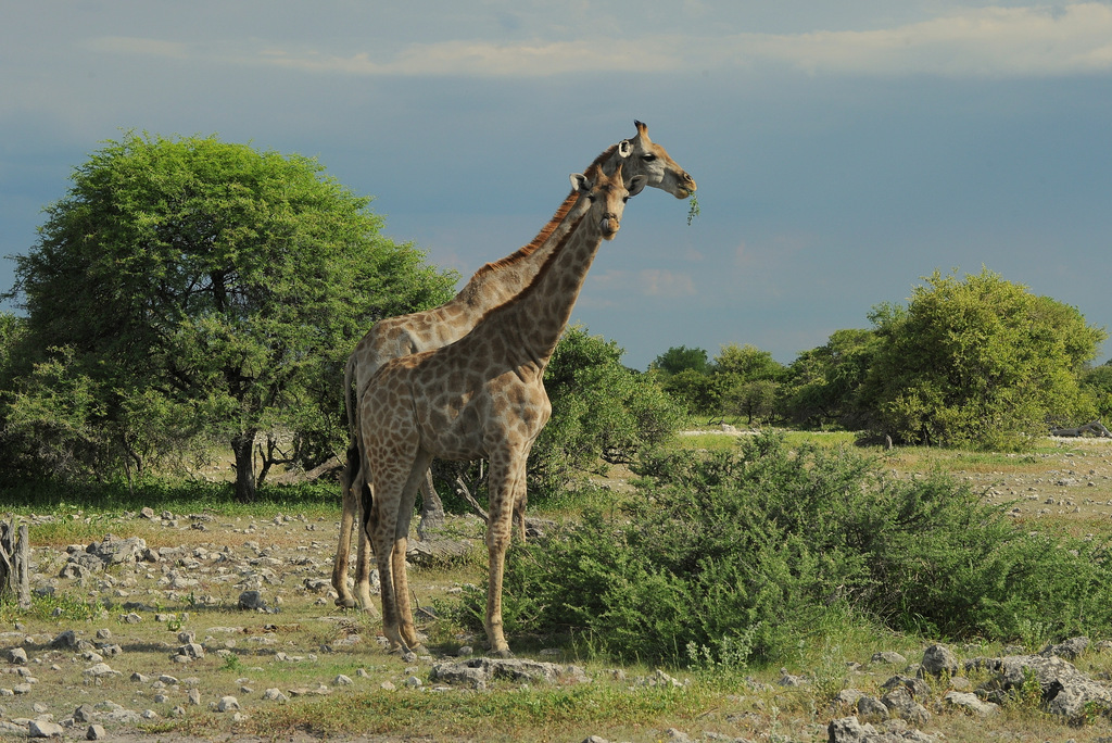Girafe/Giraffe (19)