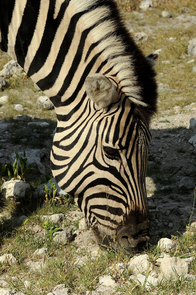 Zèbre/Zebra (11)