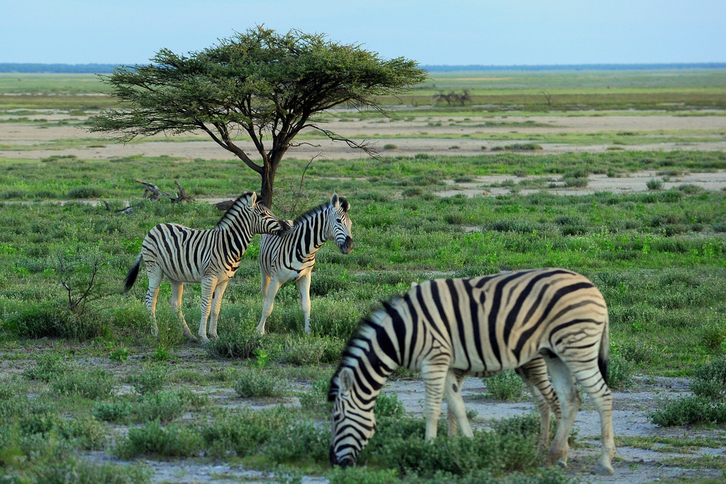 Zèbre/Zebra (13)