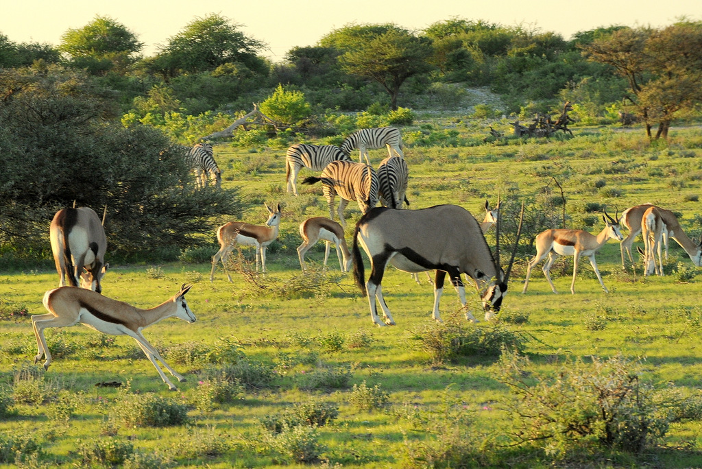 Herbivores (1)