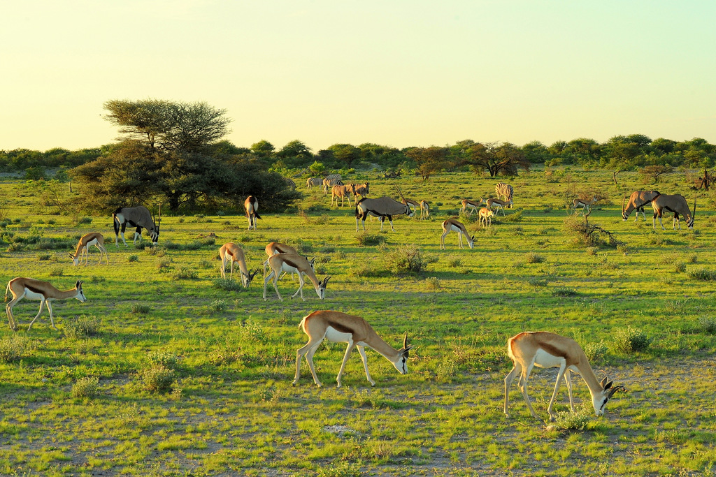 Herbivores (2)