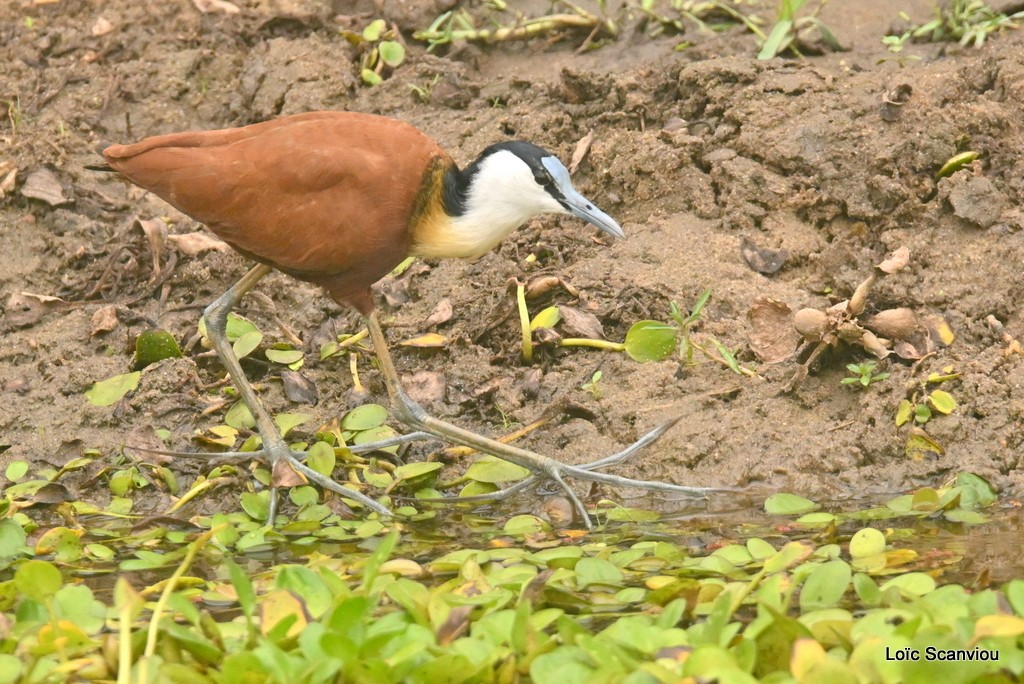 Jacana à poitrine dorée/African Jacana 