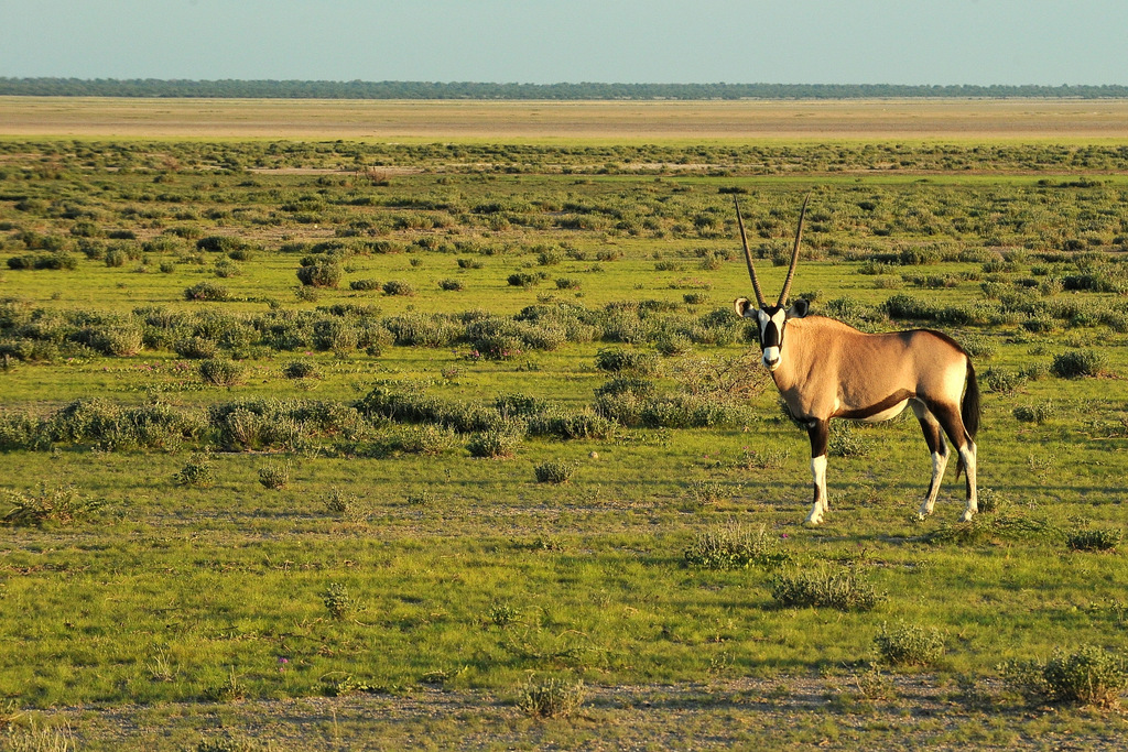 Oryx gazelle/Gemsbok (5)