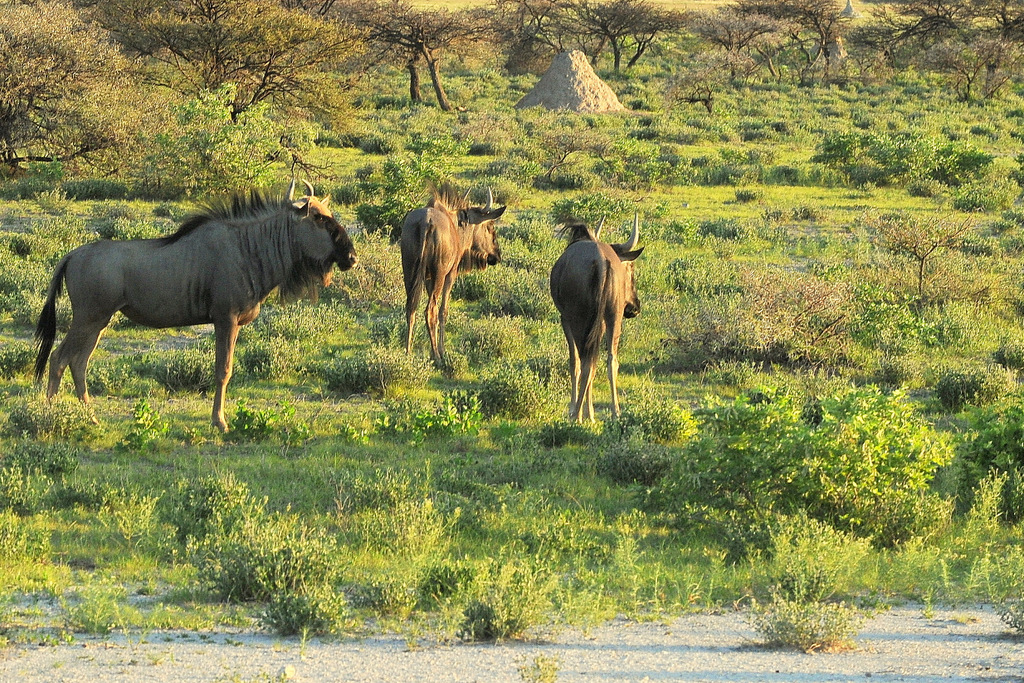 Gnou/Wildebeest (2)