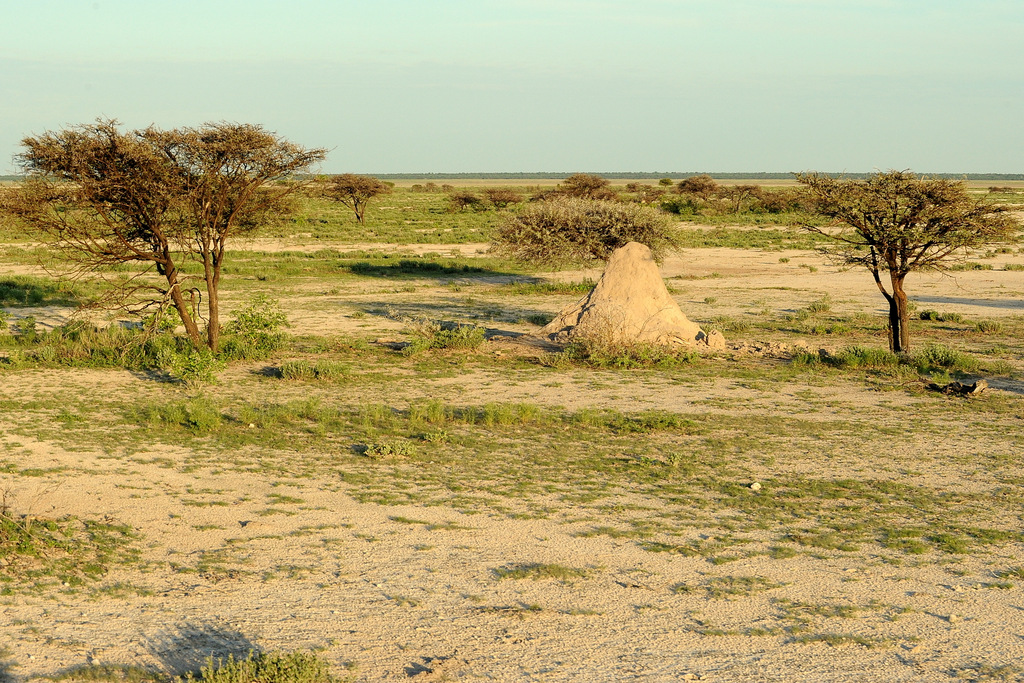 Etosha (2)